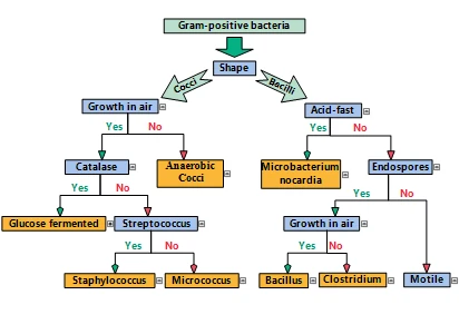 A hierarchical diagram showing a bacterial classification taxonomy, created with the JavaScript diagram library to visualize complex data relationships.