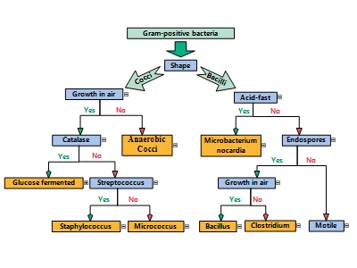 A hierarchy chart built with Diagramming for WinForms by MindFusion