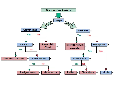A hierarchy built with the WPF diagram component.